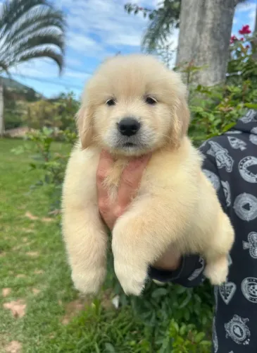 Filhotes de Golden Retriever com Pedigree CBKC