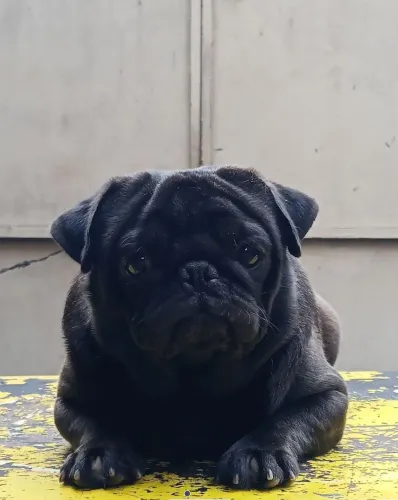 Pug MaCho