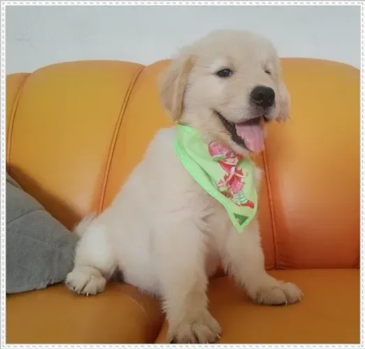 Golden Retriever com Pedigree. Macho e Fêmea.