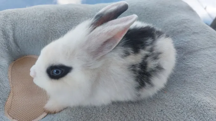 Linda Coelha Menina de Olhos Azuis Mini Lion Head 
