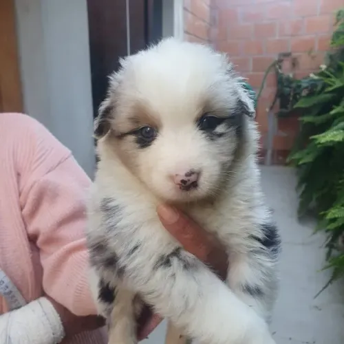 Filhote de Pastor Australiano