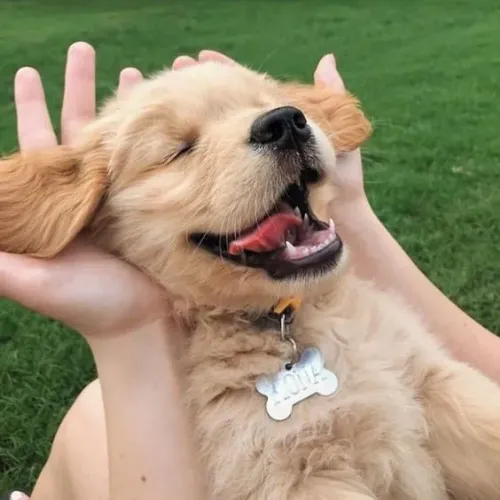 Golden O companheiro ideal para quem procura lealdade e carinho
