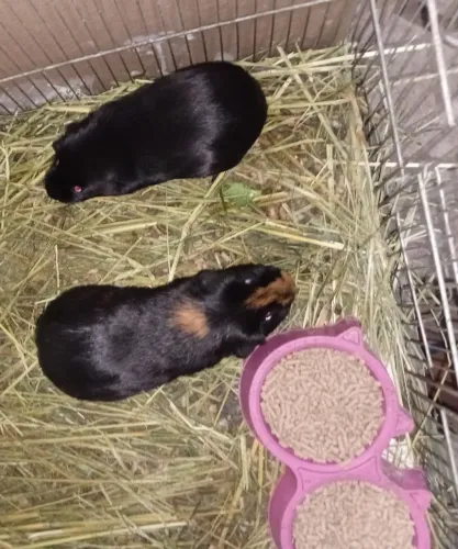 Porquinho da índia um casal 