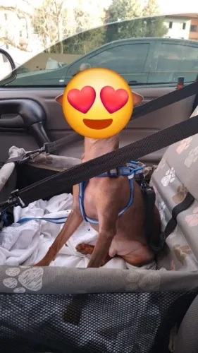 Assento Pet para carro