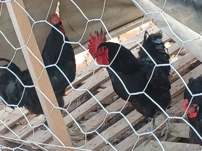 Vendo galinha de raça 