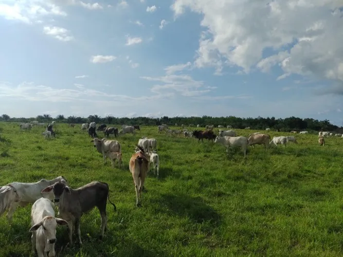 171 alqueires por 12 milhões de reais com 800 vacas dentro há 150 km de Belém 