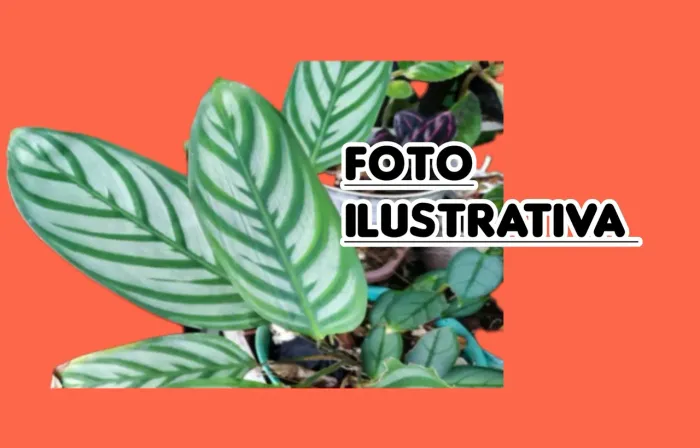 KIT 2 (1 MUDA DE MARANTA CINZA,1 MARANTA RISCADA)