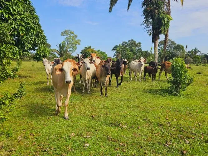 Fazenda 1.500 x 2.000 com 30 cabeças de gado Autazes 1.100.000
