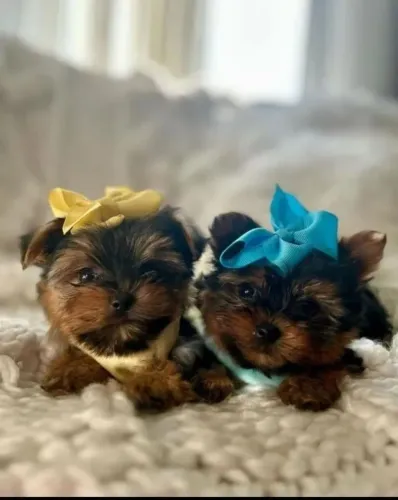 Yorkshire princesas puras