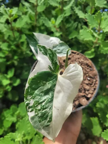 Singônio variegata - Syngonium albo variegatum