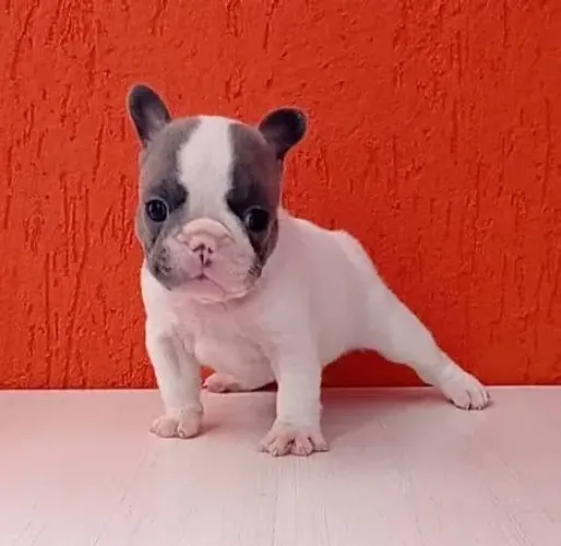Bulldog francês com muitas variedades 
