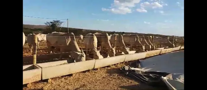 Sitio Produtivo/agricultura, Pecuária,Suinocultura!!!Aceita. Imóvel urbano!!