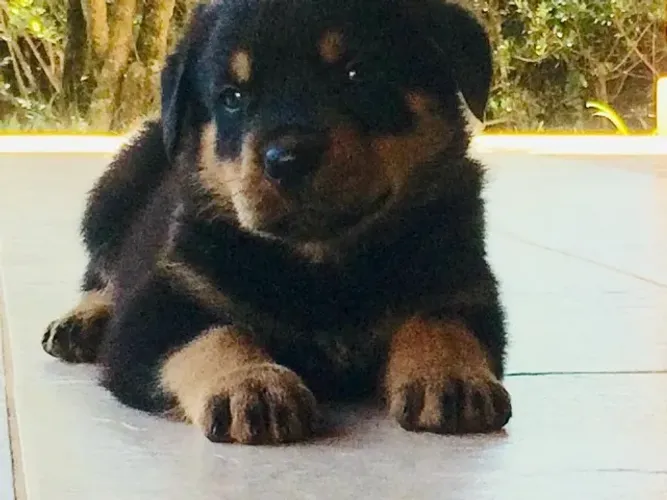 Rottweiler macho filhote com 57 dias na cor preto com canela vacinado - Alberto
