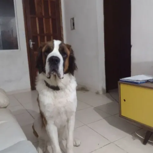 Vendo filhote de São Bernardo 