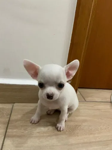 Chihuahua Filhotes com Pedigree e garantia de saude