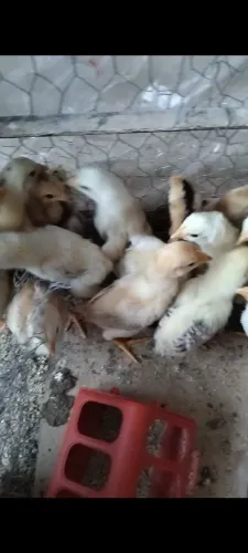 Pintinhos caipira 8 reais