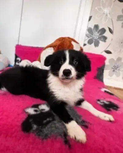Border Collie preto e branco equilibrado