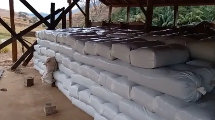 SILAGEM CAPIM BRS CAPIAÇU DE EXTREMA QUALIDADE