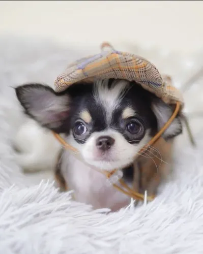 Chihuahua Pelo Longo - Machooo