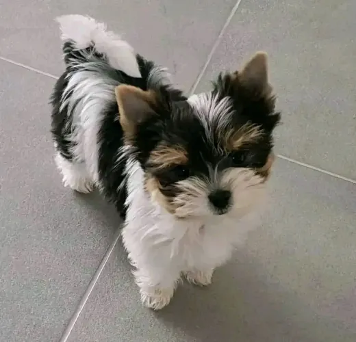 Engraçadinhos e brincalhões filhotes de biewer terrier macho