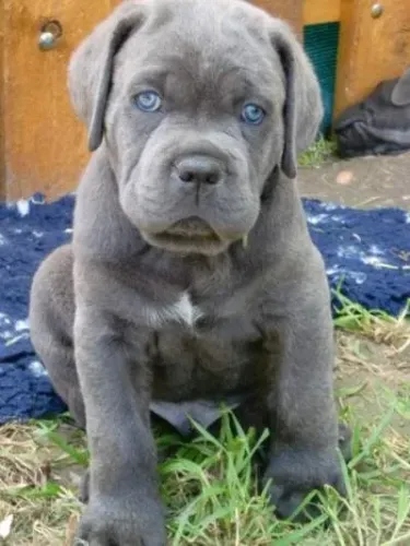 Cane Corso Olhinhos que Procuram Encontros Verdadeiros