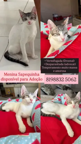 Filhotes para adoção