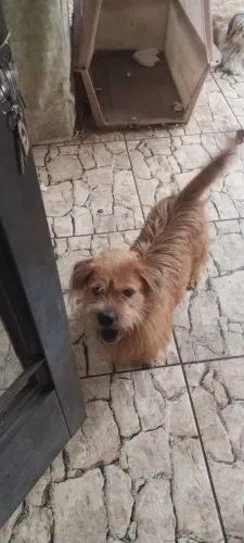 Doando de cachorro