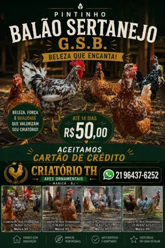 Pintinho Balão Sertanejo Gsb