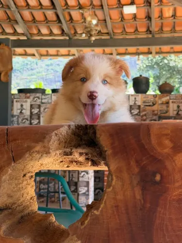 BORDER collie Carioca