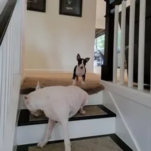 Bull Terrier,Bull Terrier Filhote Linda Linhagem Disponível