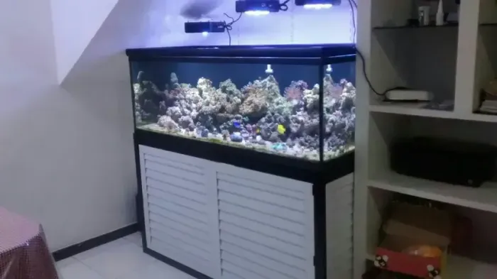 aquario