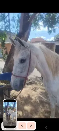 Cavalo marcha picada,super dócil.