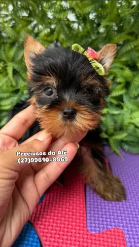 Yorkshire Fêmea & Macho c/ Pedigree 