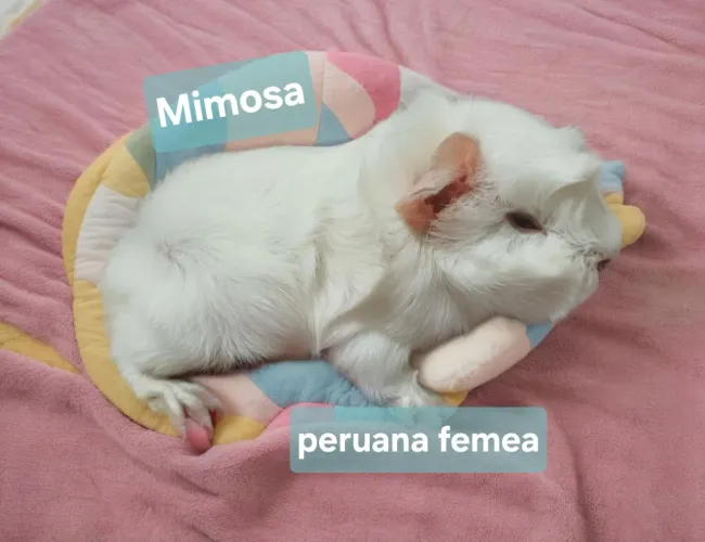 Porquinho da india