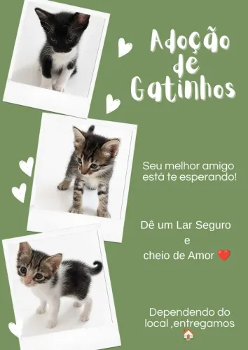 Adoção de Gatinhos ?