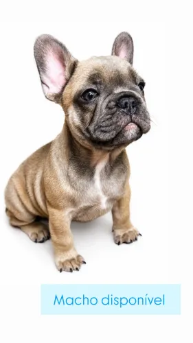 Bulldog francês