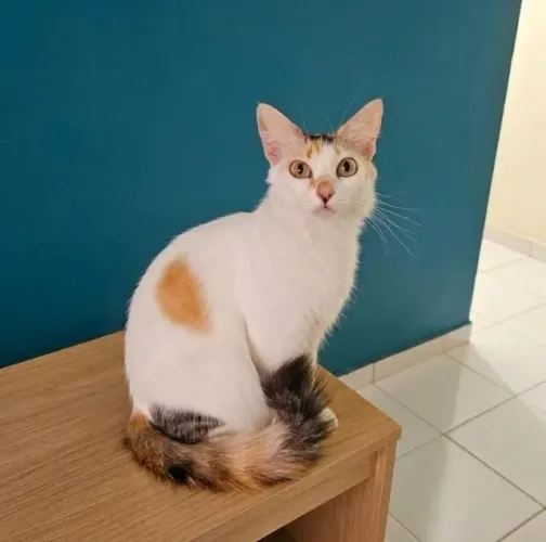 Gata castrada e vermifugada