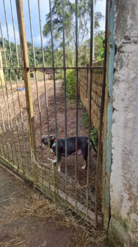 Filhotes de American Bully mãe registrada vindo de fora do país país sem registro