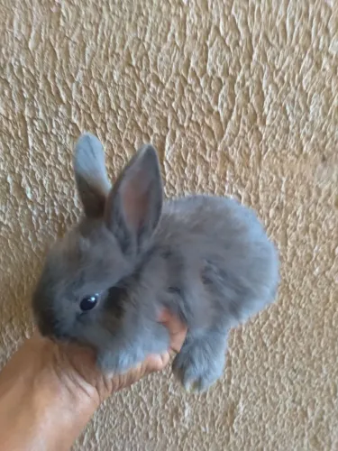 Filhote de coelhos comum