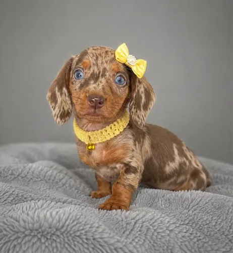 Dachshund arlequim chocolate macho e fêmea pedigree