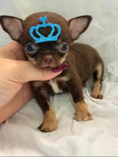 Chihuahua macho pelo curto chocolate