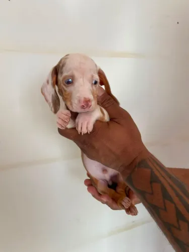 Basset daschund com garantia e procedência