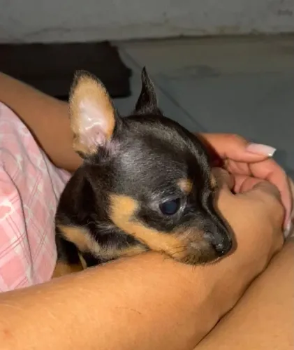 Maravilhosa pinscher fêmea zero 