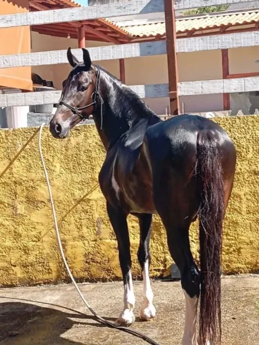 Cavalo preto pampa 08 anos lindo animal garanhao marcha batida macia