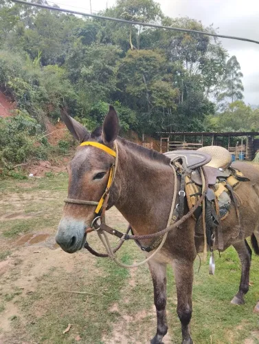 Vendo mula correta na rédea 