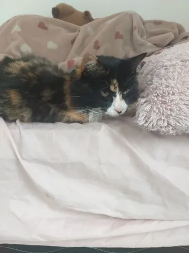 Gato