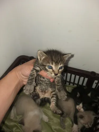 Gatinhos filhotes para adoção gato
