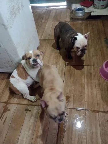cachorro 