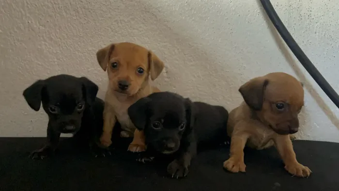 filhotes de pinscher
