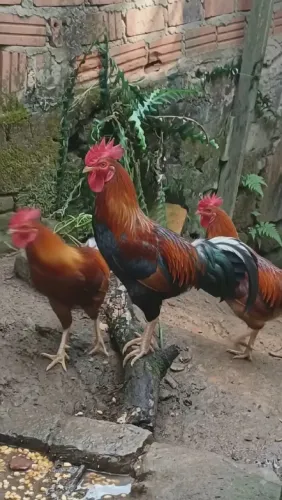Galo Rhodia